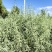 四翅滨藜-甘肃苗圃供应30-60公分四翅滨藜种植农户