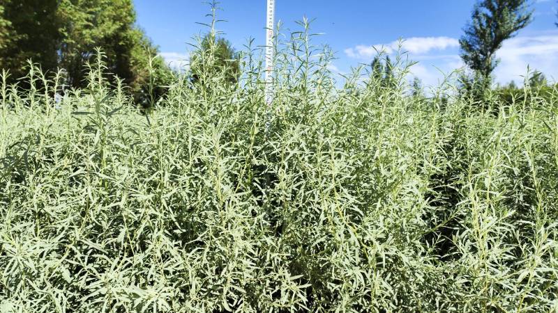 四翅滨藜-甘肃苗圃供应30-60公分四翅滨藜种植农户