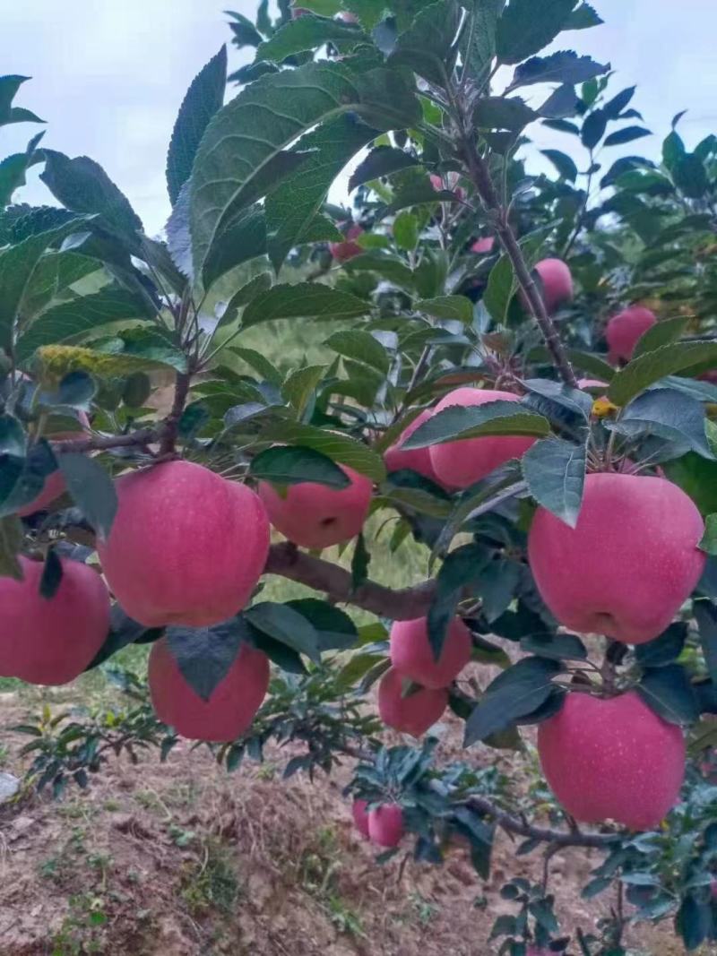 【精品花牛苹果】高山纸袋花牛苹果，大量有货