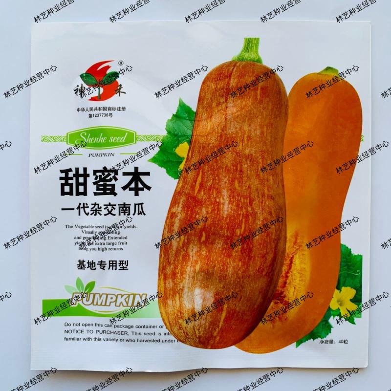神禾甜蜜本南瓜种子早栗超甜粉面蜜本甜南瓜早熟
