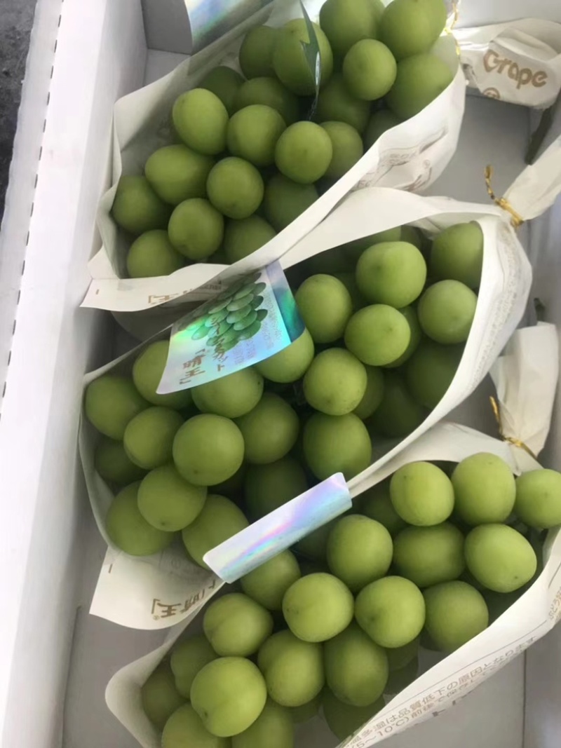 云南阳光玫瑰，红提，蓝宝石葡萄整车发货社区团购