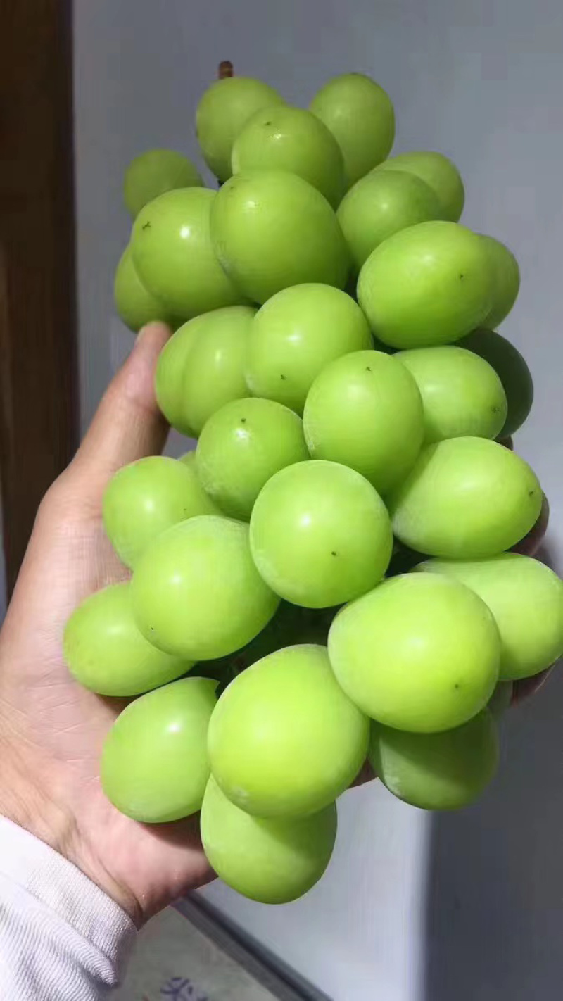 云南阳光玫瑰，红提，蓝宝石葡萄整车发货社区团购