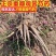 【包邮】大花千层观赏芍药、花大色艳成花率高，适应性强地栽盆栽