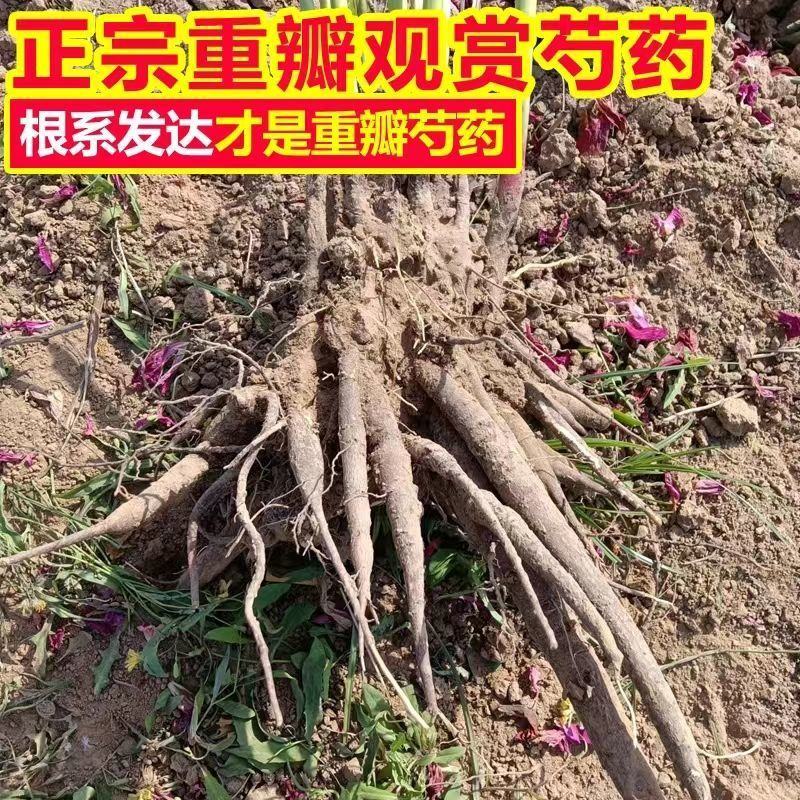 【包邮】大花千层观赏芍药、花大色艳成花率高，适应性强地栽盆栽