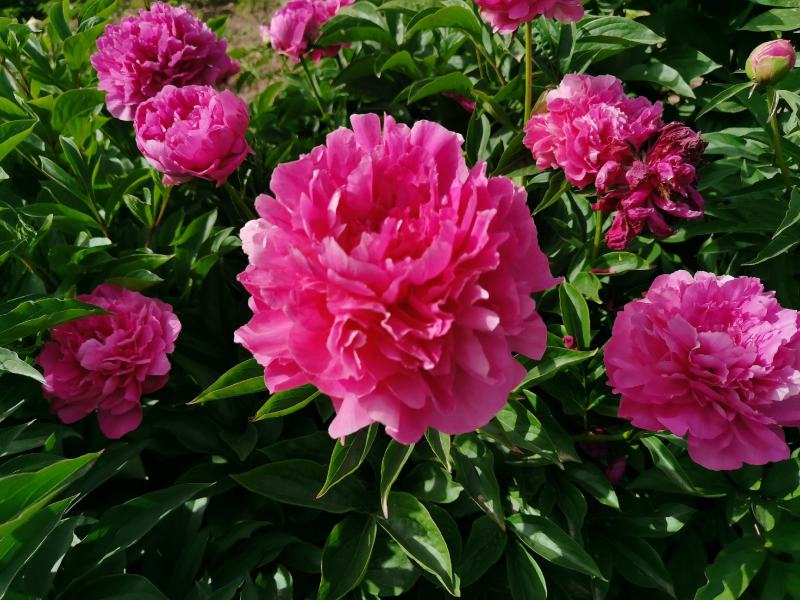 【包邮】大花千层观赏芍药、花大色艳成花率高，适应性强地栽盆栽