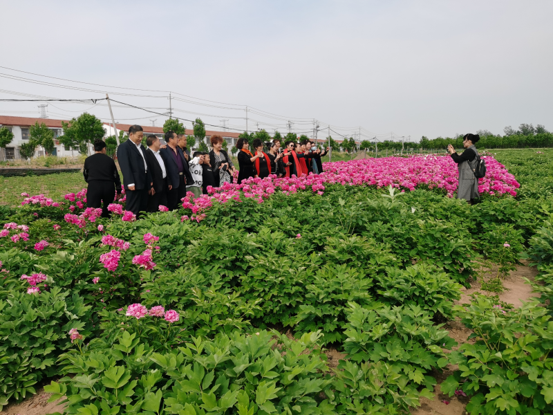 【包邮】大花千层观赏芍药、花大色艳成花率高，适应性强地栽盆栽