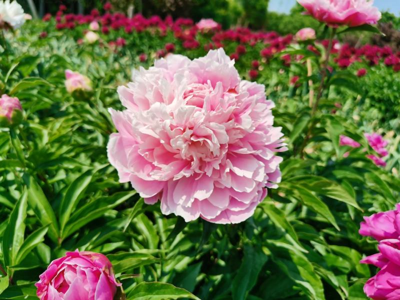【包邮】大花千层观赏芍药、花大色艳成花率高，适应性强地栽盆栽