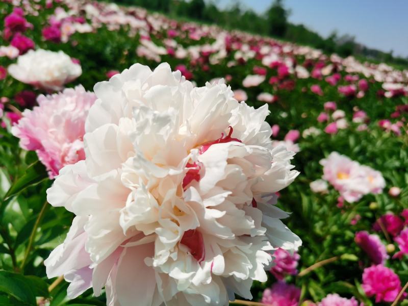 【包邮】大花千层观赏芍药、花大色艳成花率高，适应性强地栽盆栽