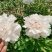 【包邮】大花千层观赏芍药、花大色艳成花率高，适应性强地栽盆栽