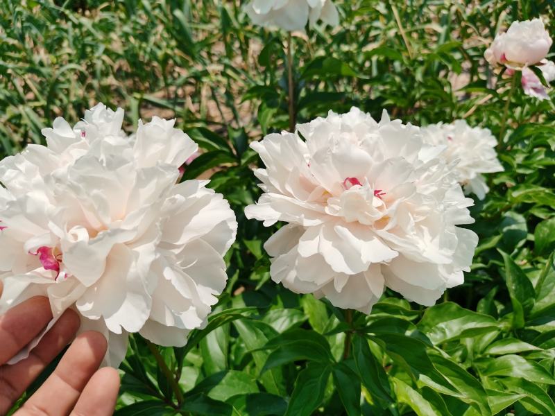 【包邮】大花千层观赏芍药、花大色艳成花率高，适应性强地栽盆栽
