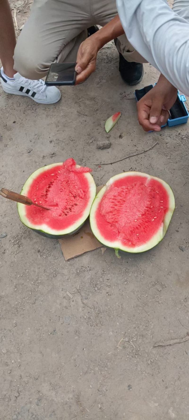 河南黑皮无子西瓜大量上市求合作