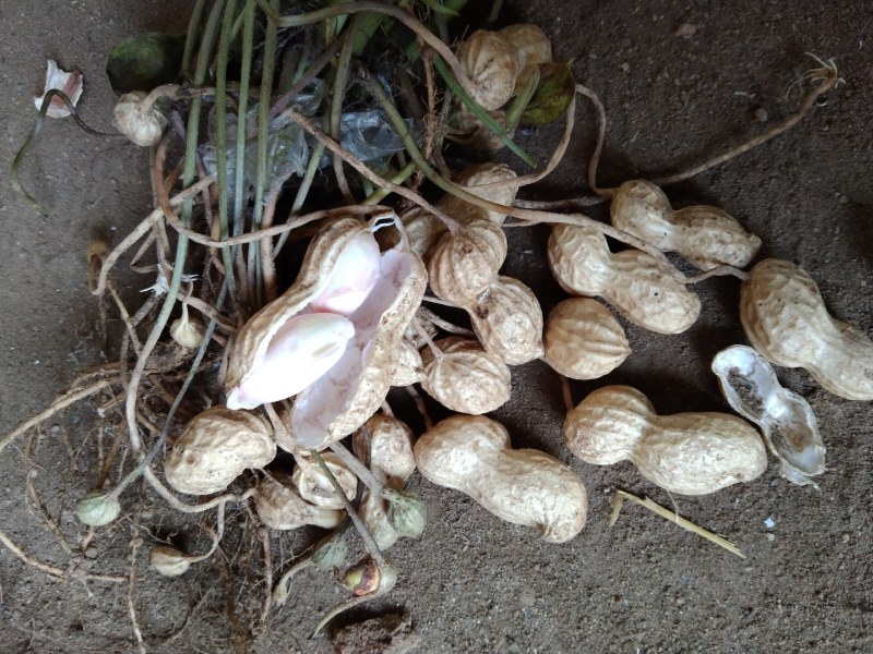 新鲜白果花生