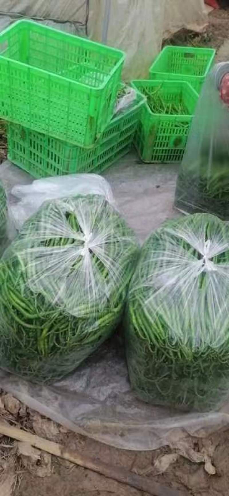徽县线椒，精品3号椒，辣椒黑绿色，色好条形直欢迎来电