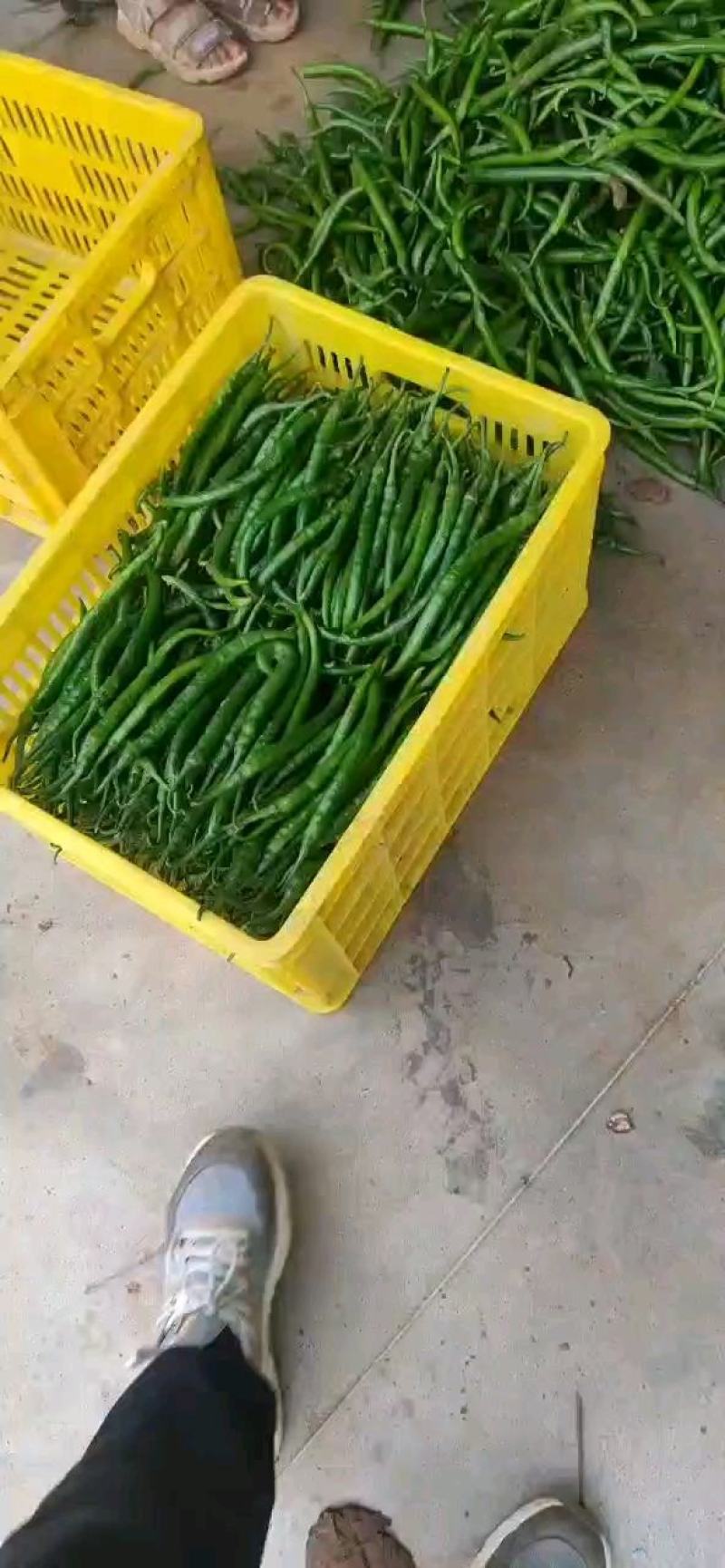 徽县线椒，精品3号椒，辣椒黑绿色，色好条形直欢迎来电
