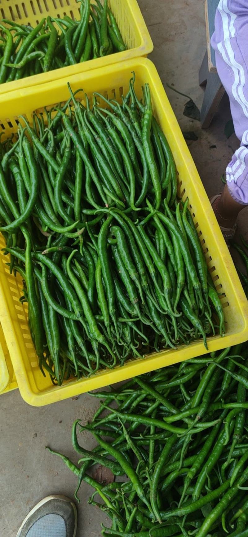 徽县线椒，精品3号椒，辣椒黑绿色，色好条形直欢迎来电