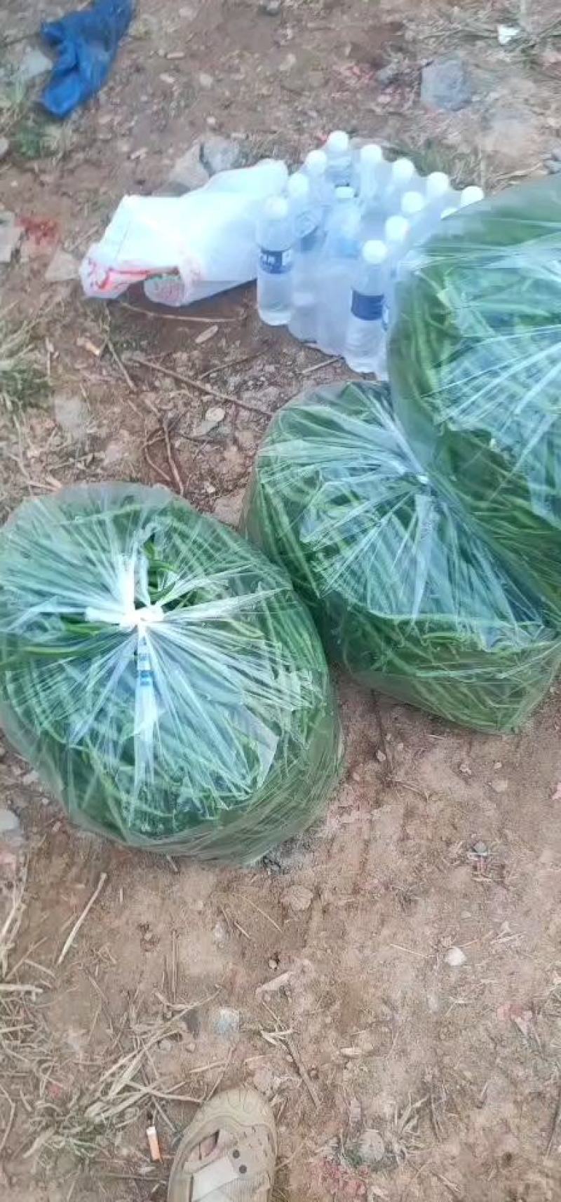 徽县线椒，精品3号椒，辣椒黑绿色，色好条形直欢迎来电