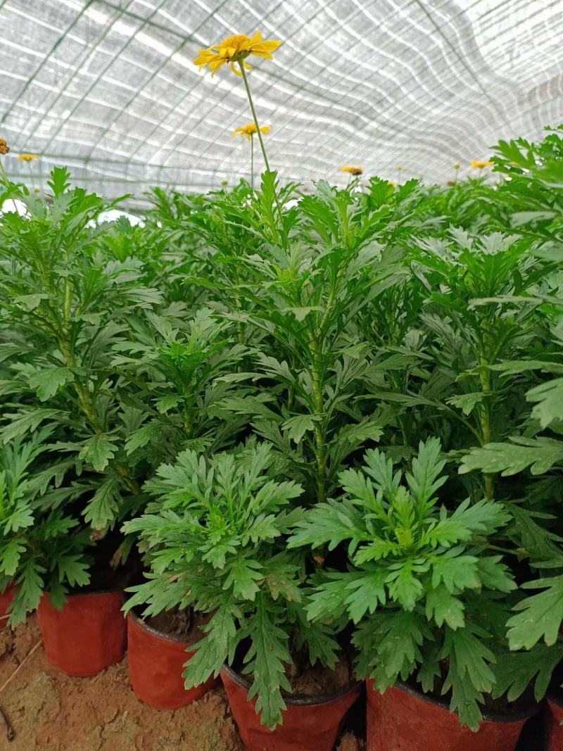 黄金菊，量大价格优质量好花好叶好开花时间长