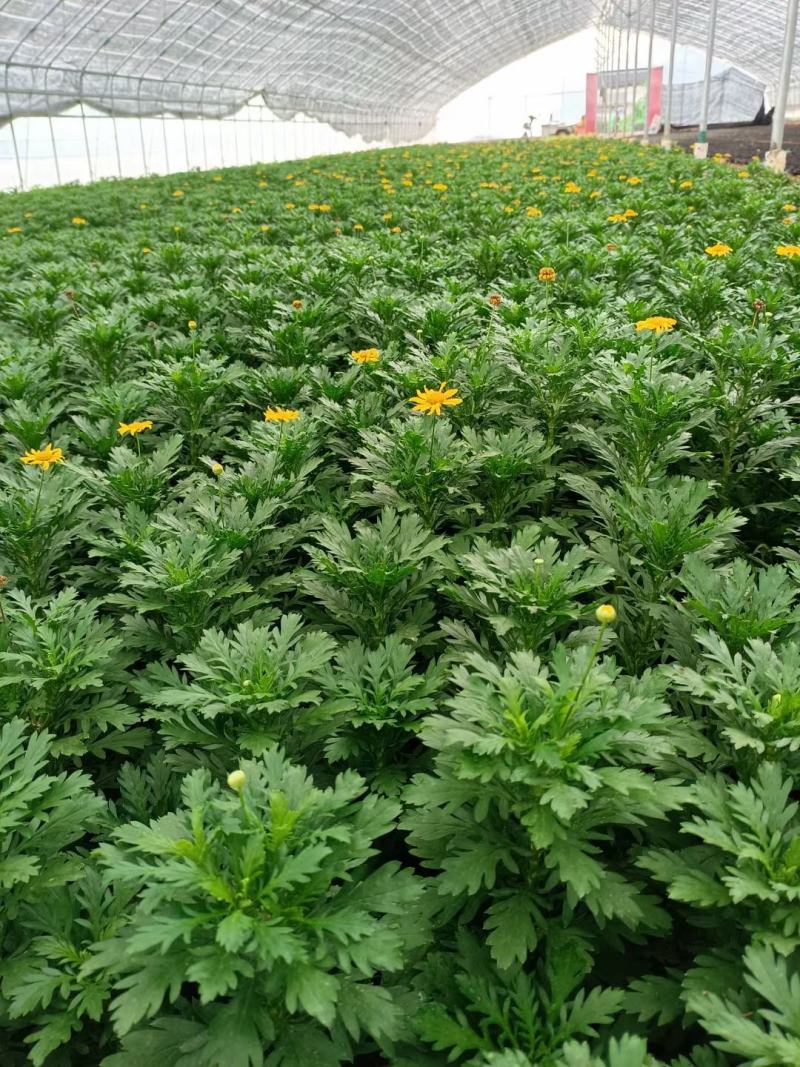黄金菊，量大价格优质量好花好叶好开花时间长