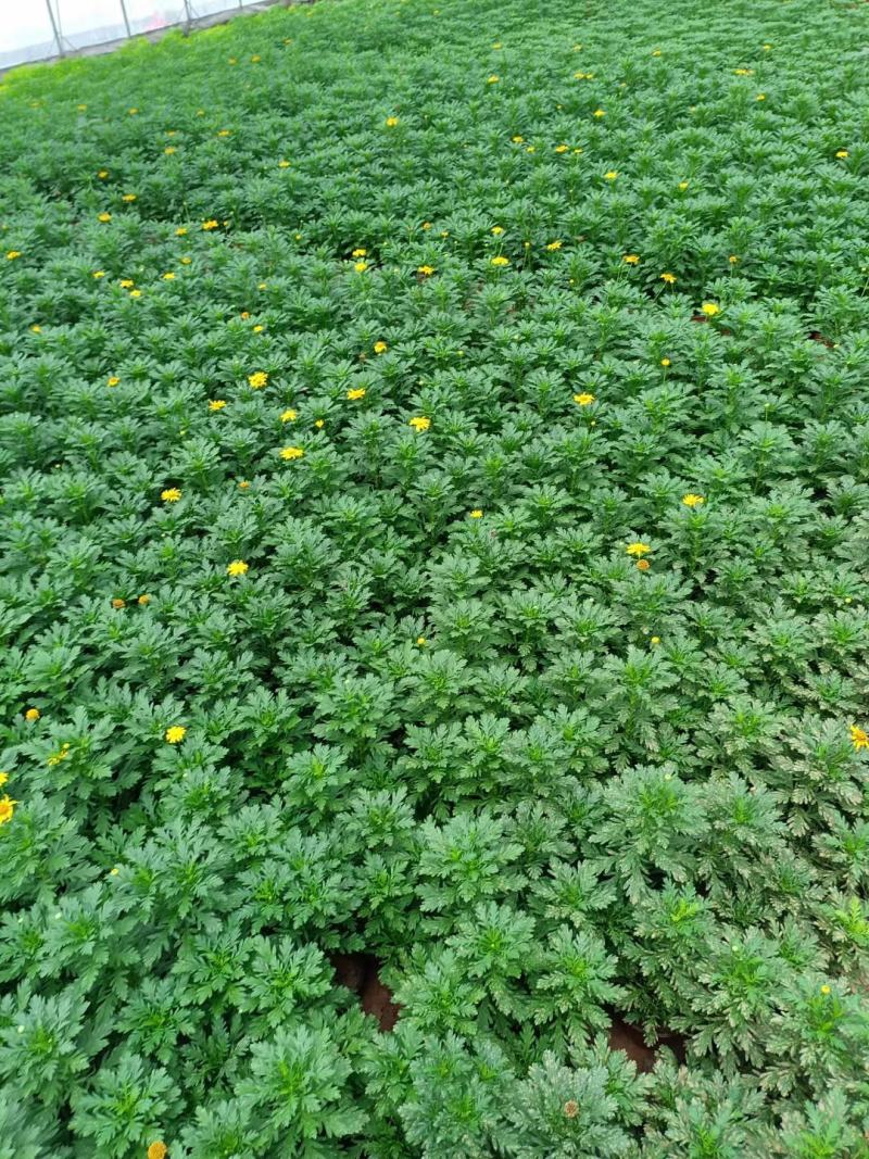 黄金菊，量大价格优质量好花好叶好开花时间长