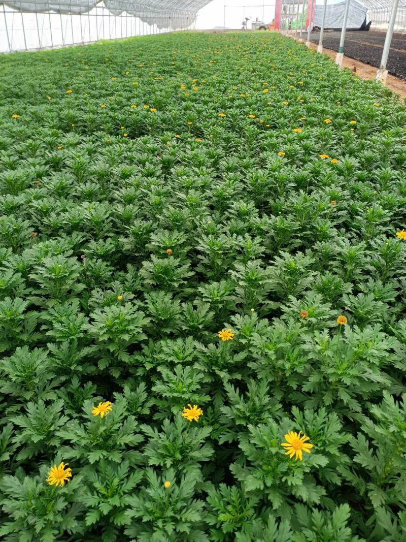 黄金菊，量大价格优质量好花好叶好开花时间长