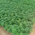 黄金菊，量大价格优质量好花好叶好开花时间长
