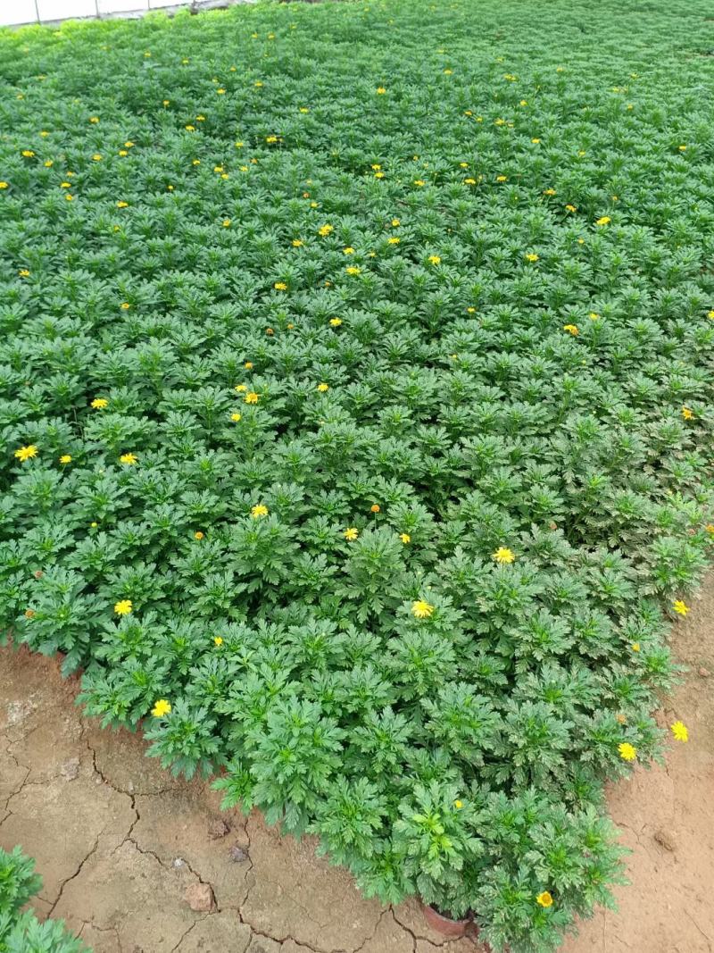黄金菊，量大价格优质量好花好叶好开花时间长