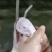 樱桃谷瘦肉型白条鸭