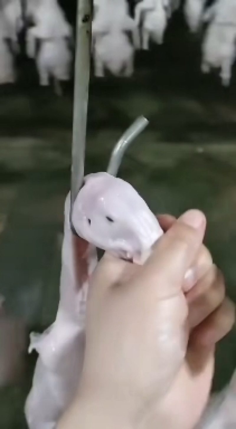 樱桃谷瘦肉型白条鸭