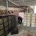 赤峰市台子大红精品西红柿