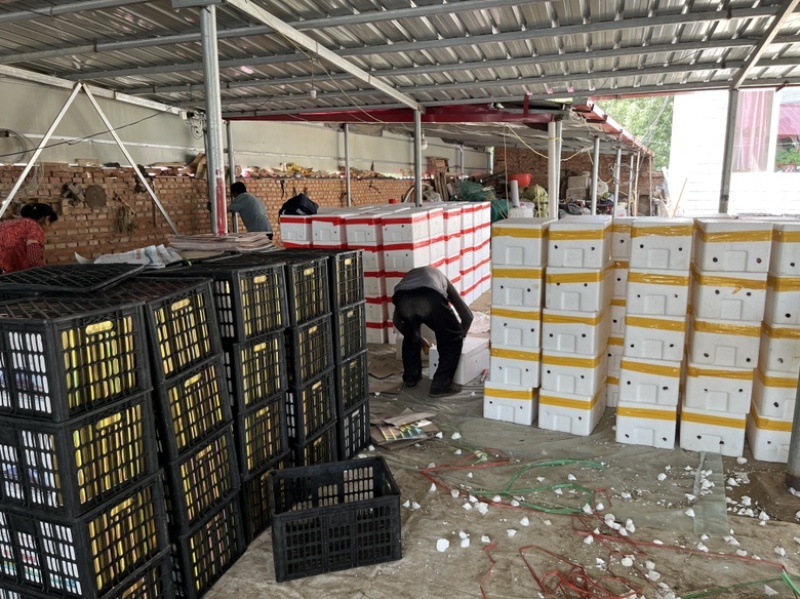 赤峰市台子大红精品西红柿