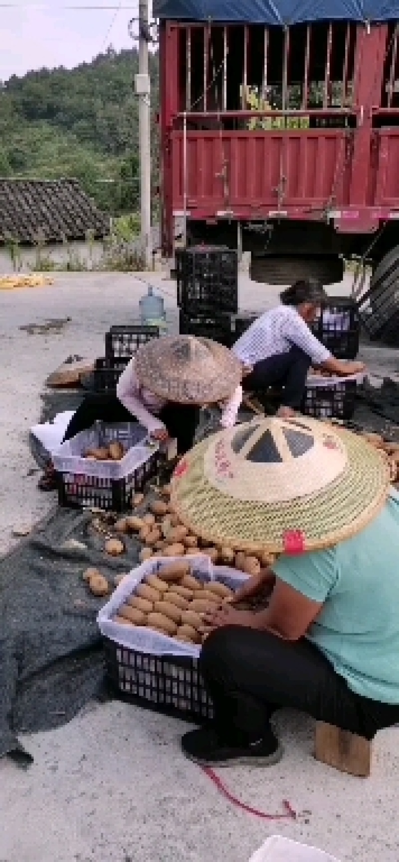 湖南凤凰富硒米良一号绿心猕猴桃，诚信代办，支持电商批发商