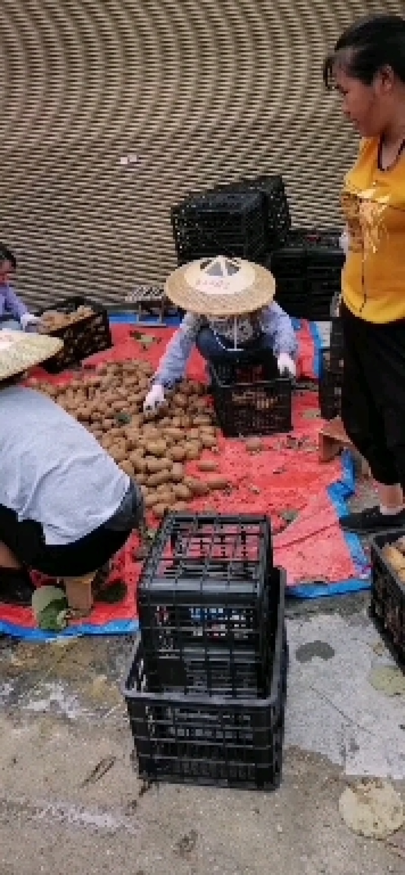湖南凤凰富硒米良一号绿心猕猴桃，诚信代办，支持电商批发商