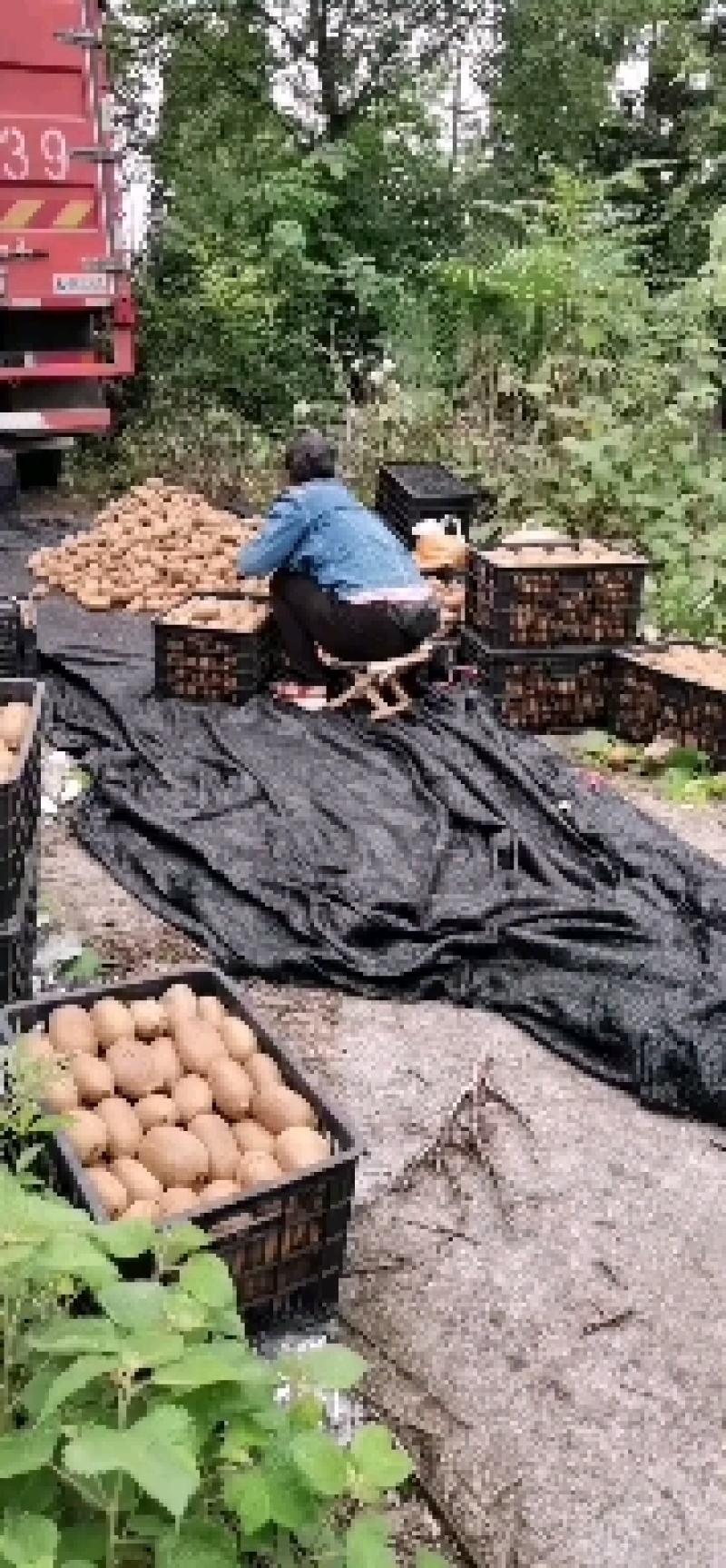 湖南凤凰富硒米良一号绿心猕猴桃，诚信代办，支持电商批发商