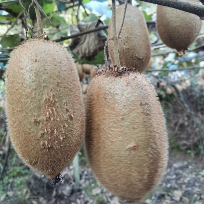 湖南凤凰富硒米良一号绿心猕猴桃，诚信代办，支持电商批发商