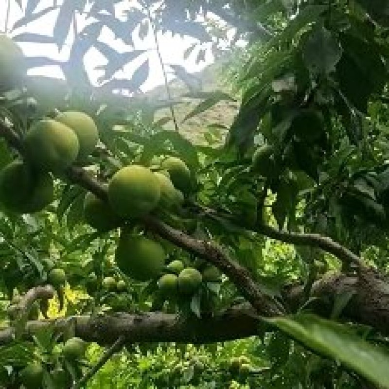 《网红款》青脆李个大饱满口感酸甜量大批发全国接单