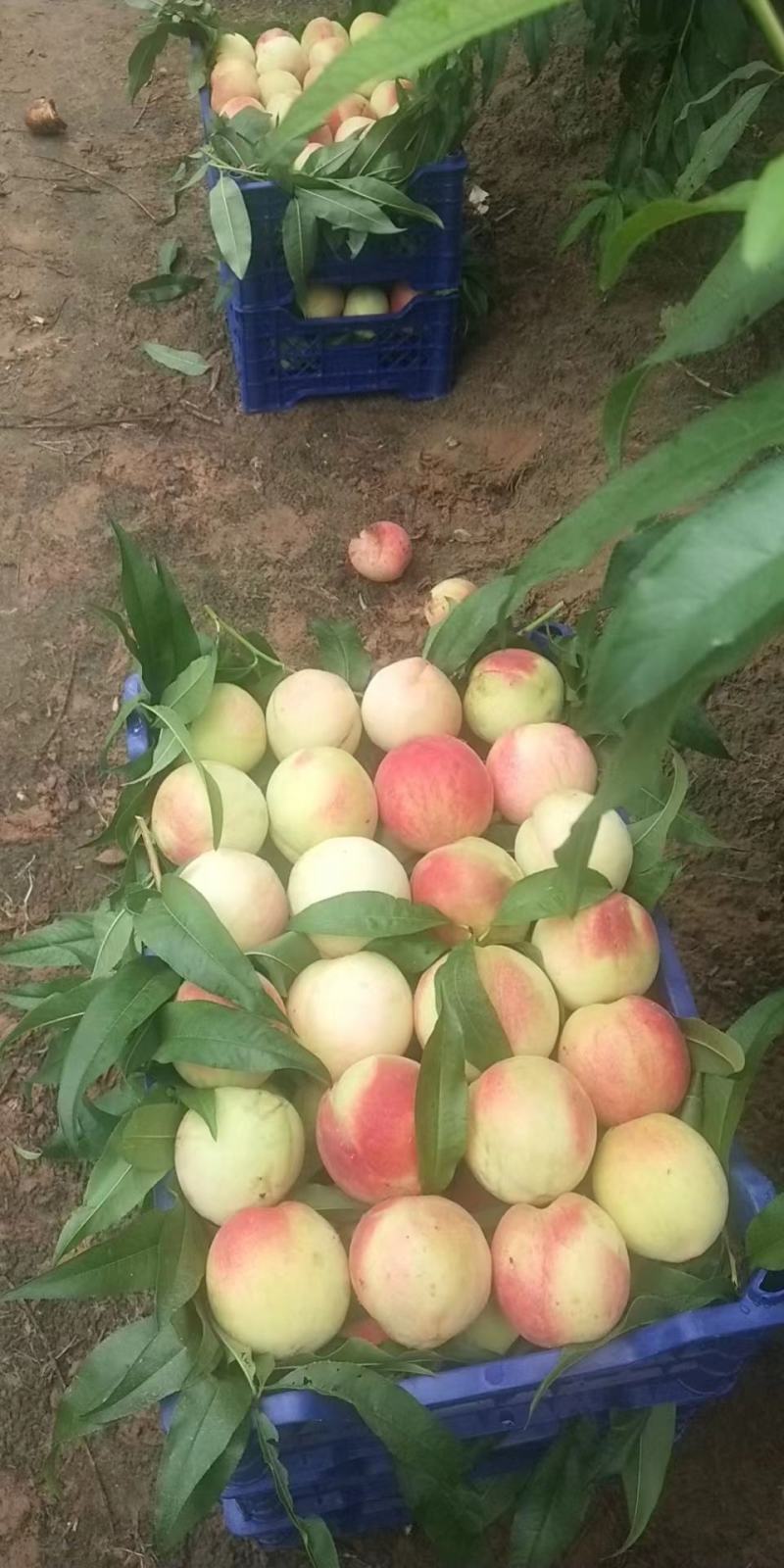 河北，广宗县北琵琶蟠桃基地，纽扣蟠桃正值大量上市期。