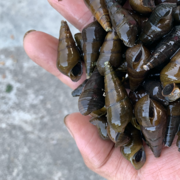海南高山清水山坑螺规格1.1过筛