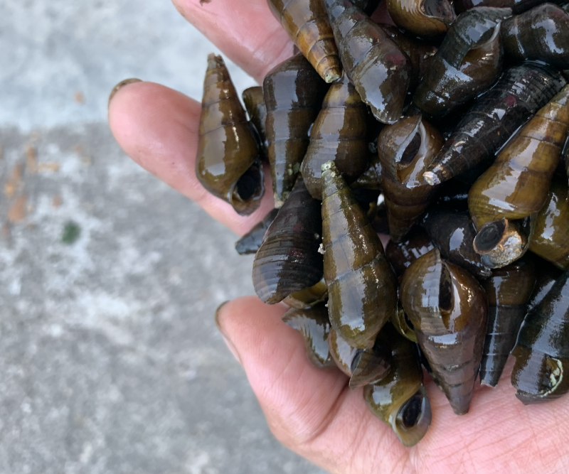 海南高山清水山坑螺规格1.1过筛