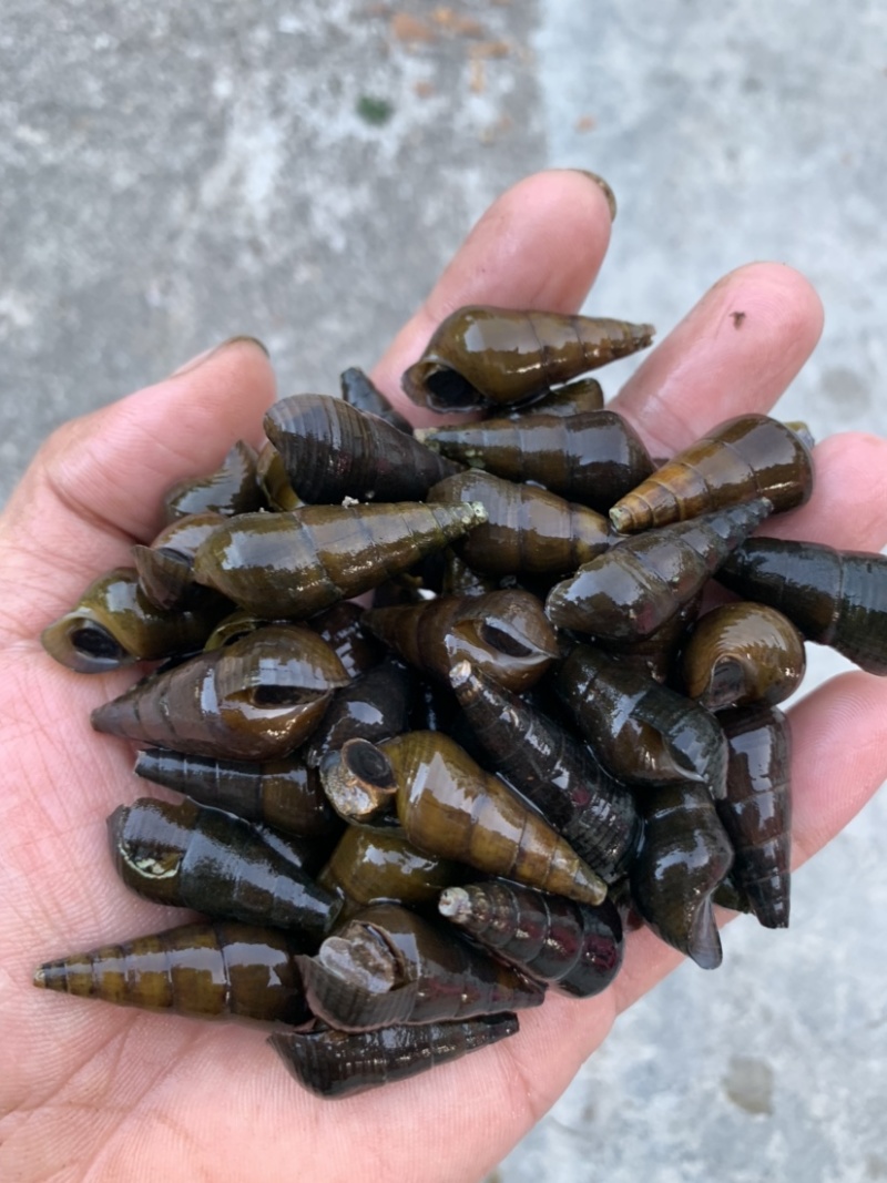 海南高山清水山坑螺规格1.1过筛