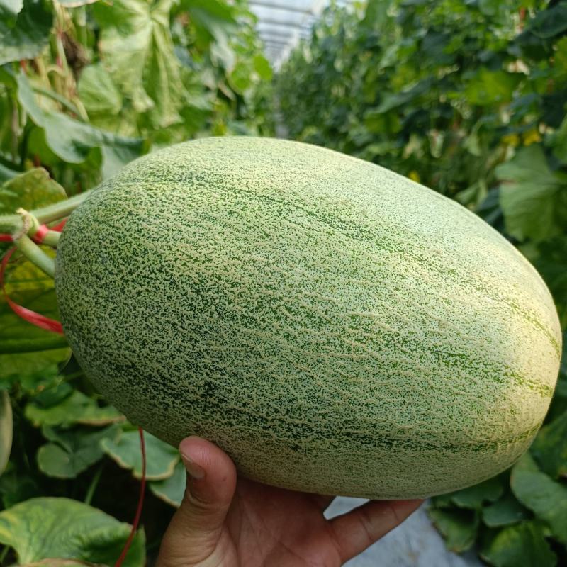 晓蜜25，网纹，脆甜多汁，货源充足，保质保量，产地直供