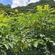 贵州吴茱萸，新货。