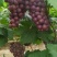 晋州万亩葡萄紫藤大量上市，价格优惠，品质保障，视频看货