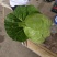 【精品】河北甘蓝圆包菜货量充足保质保量全国发货