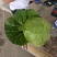 【精品】河北甘蓝圆包菜货量充足保质保量全国发货