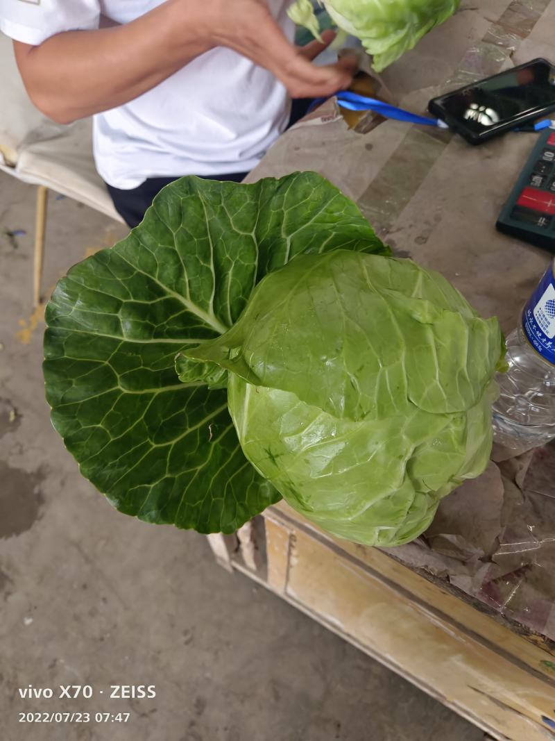 【精品】河北甘蓝圆包菜货量充足保质保量全国发货