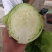 【精品】河北甘蓝圆包菜货量充足保质保量全国发货