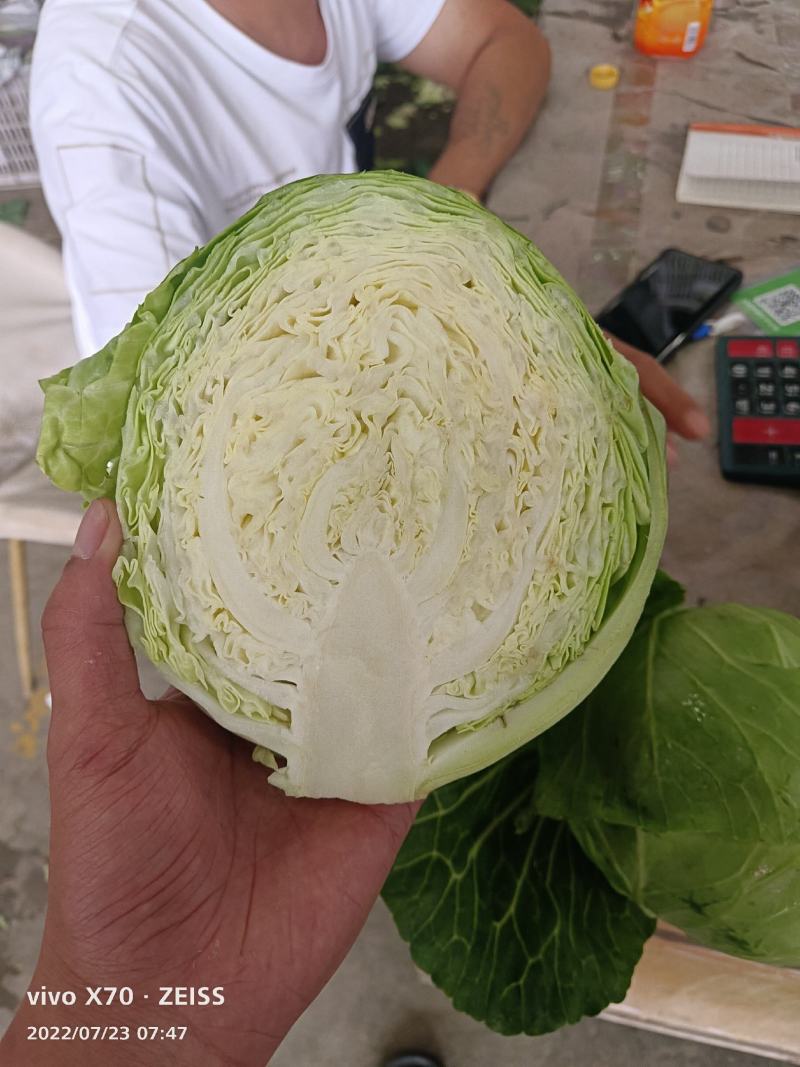 【精品】河北甘蓝圆包菜货量充足保质保量全国发货