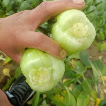 北京本地大科油菜，产地油菜