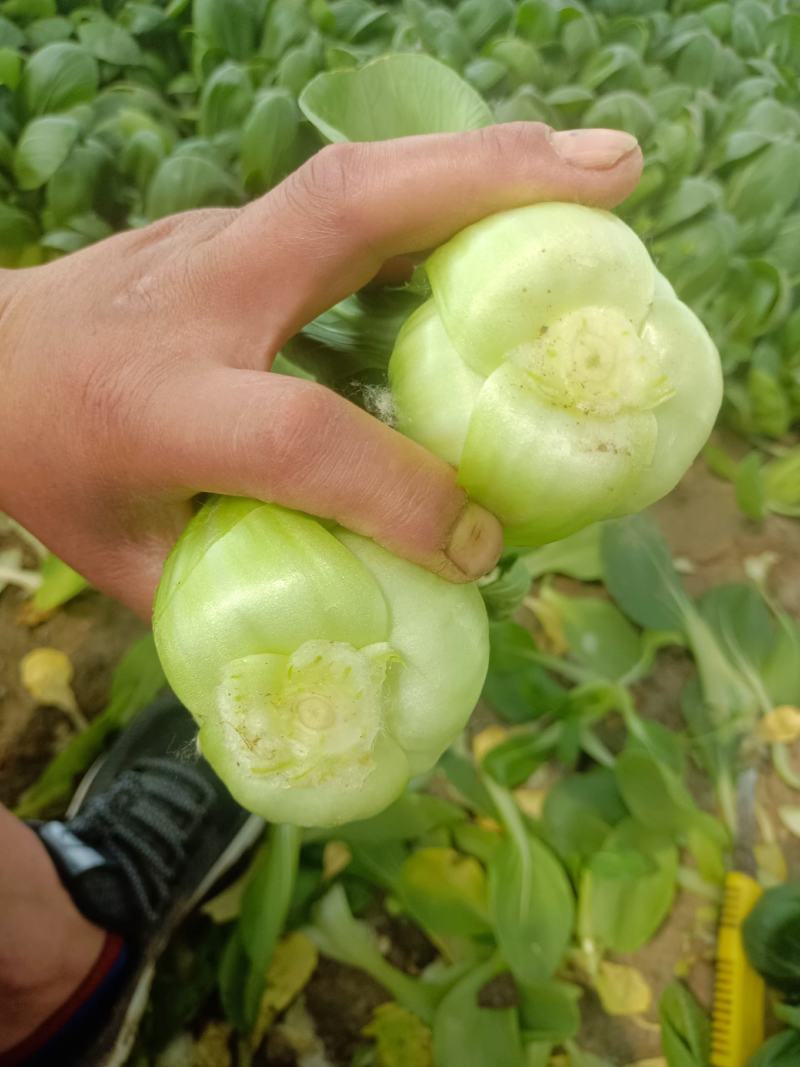 北京本地大科油菜，产地油菜