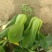 北京本地大科油菜，产地油菜